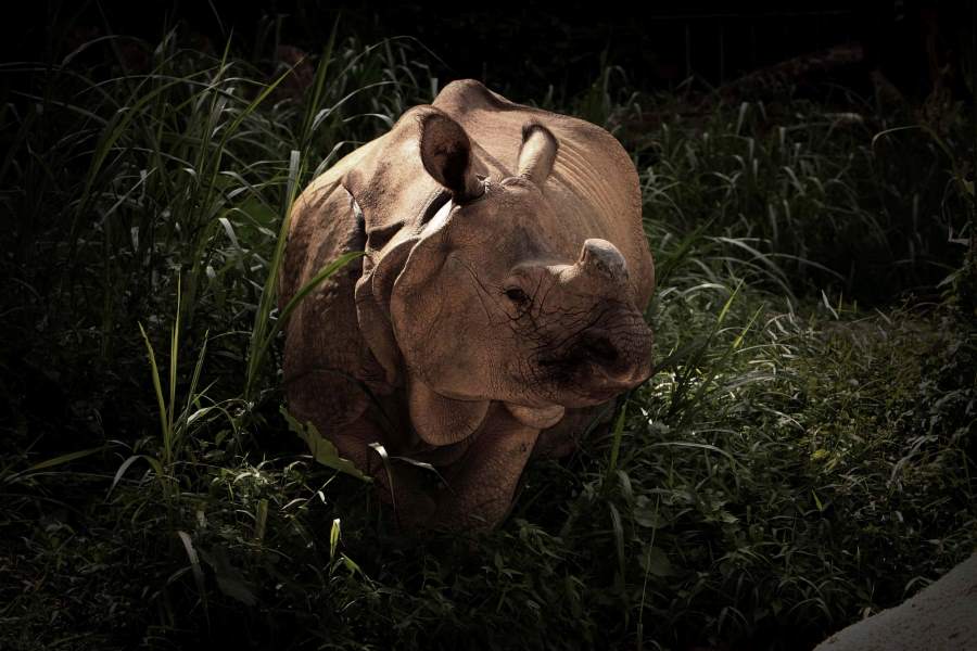 Night Safari: Nocturnal Wildlife Experience singapore