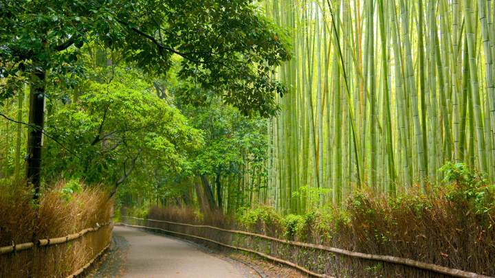 Arashiyama is a scenic district on the western outskirts of Kyoto, Japan, known for its natural beauty, historic temples, and the world-famous Bamboo Grove.