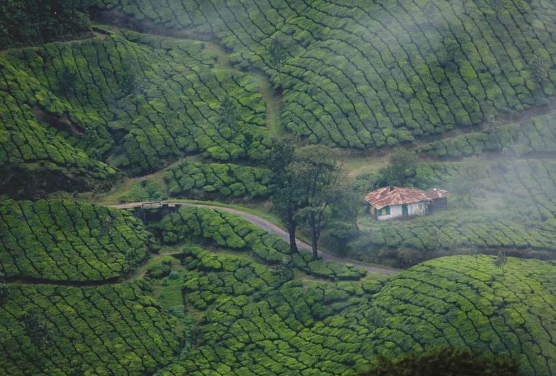 Munnar, Kerala, India
