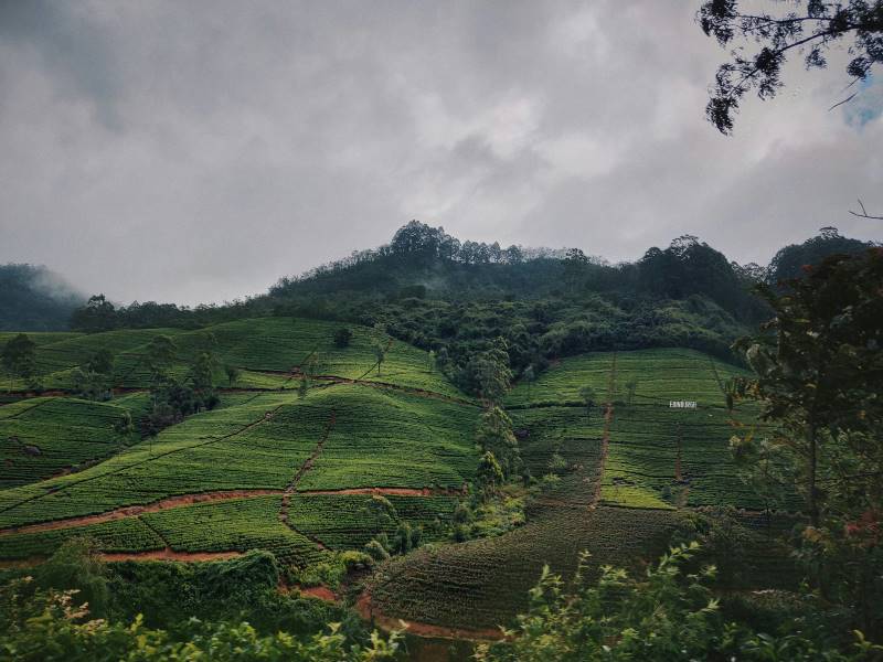 A scenic view of lush green tea plantations on rolling hills under a cloudy sky in Sri Lanka, one of the top countries to visit visa-free from India.